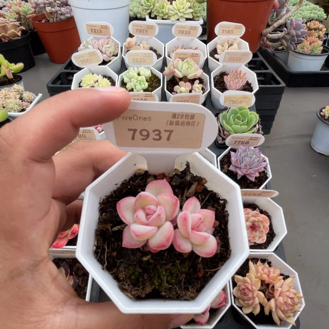 7937奶油泡芙 4.0厘米