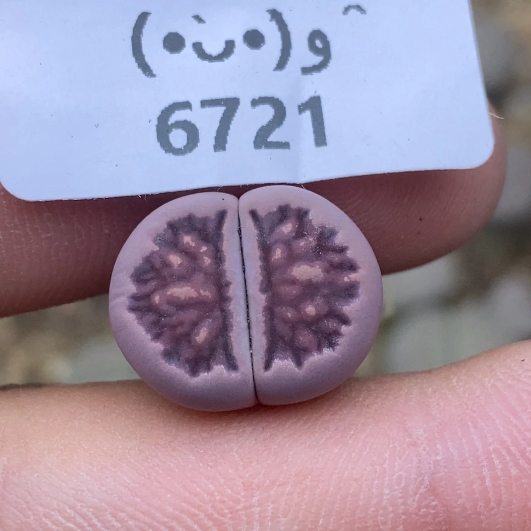 6721。紫菊。。。。。。。。