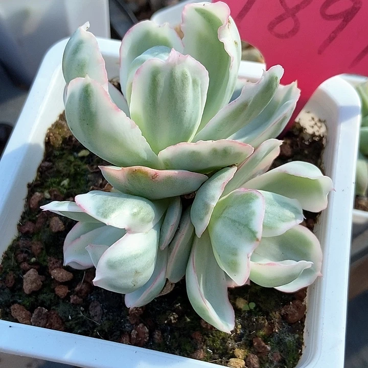 多肉植物伯克利锦1897