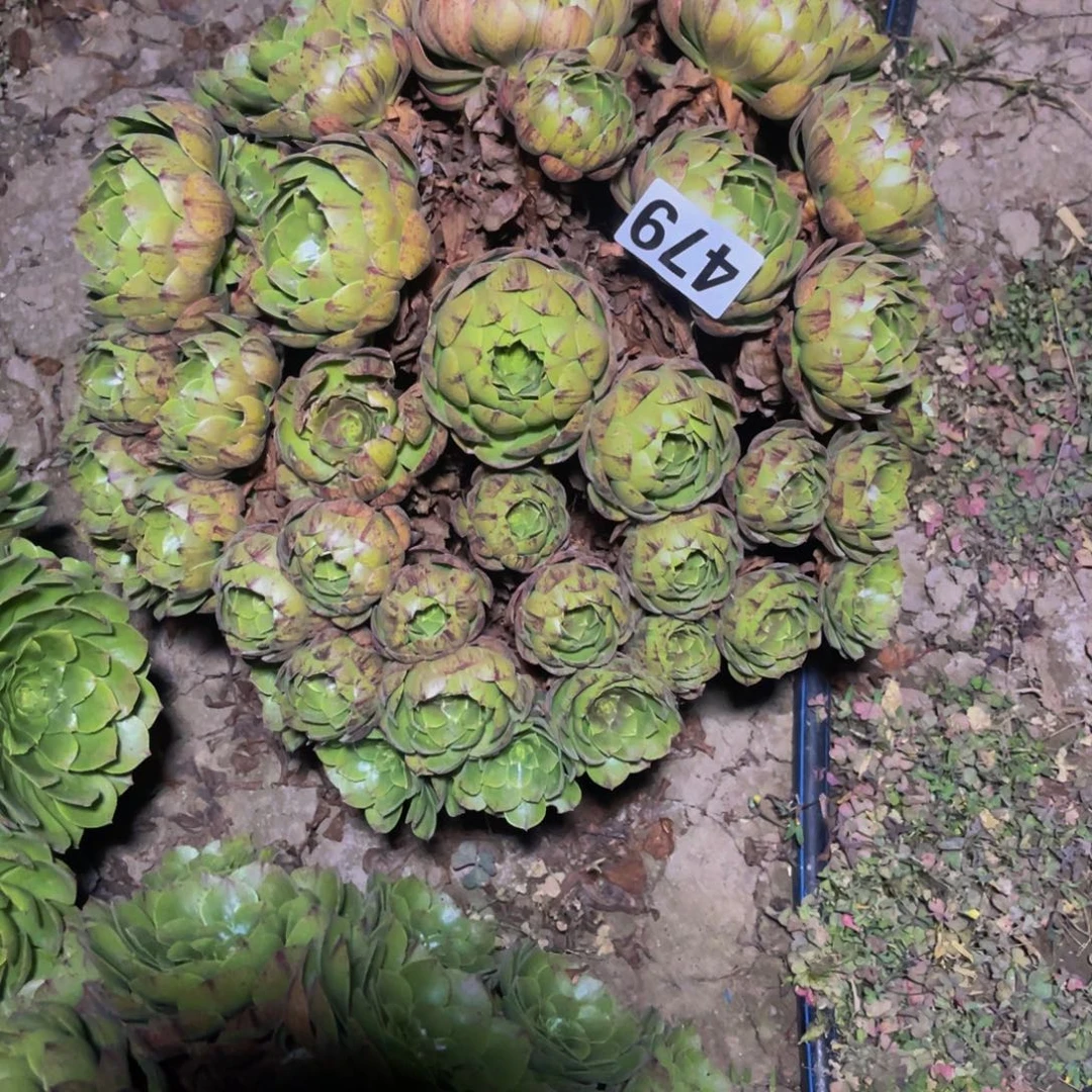 万拉丝14//////15包邮