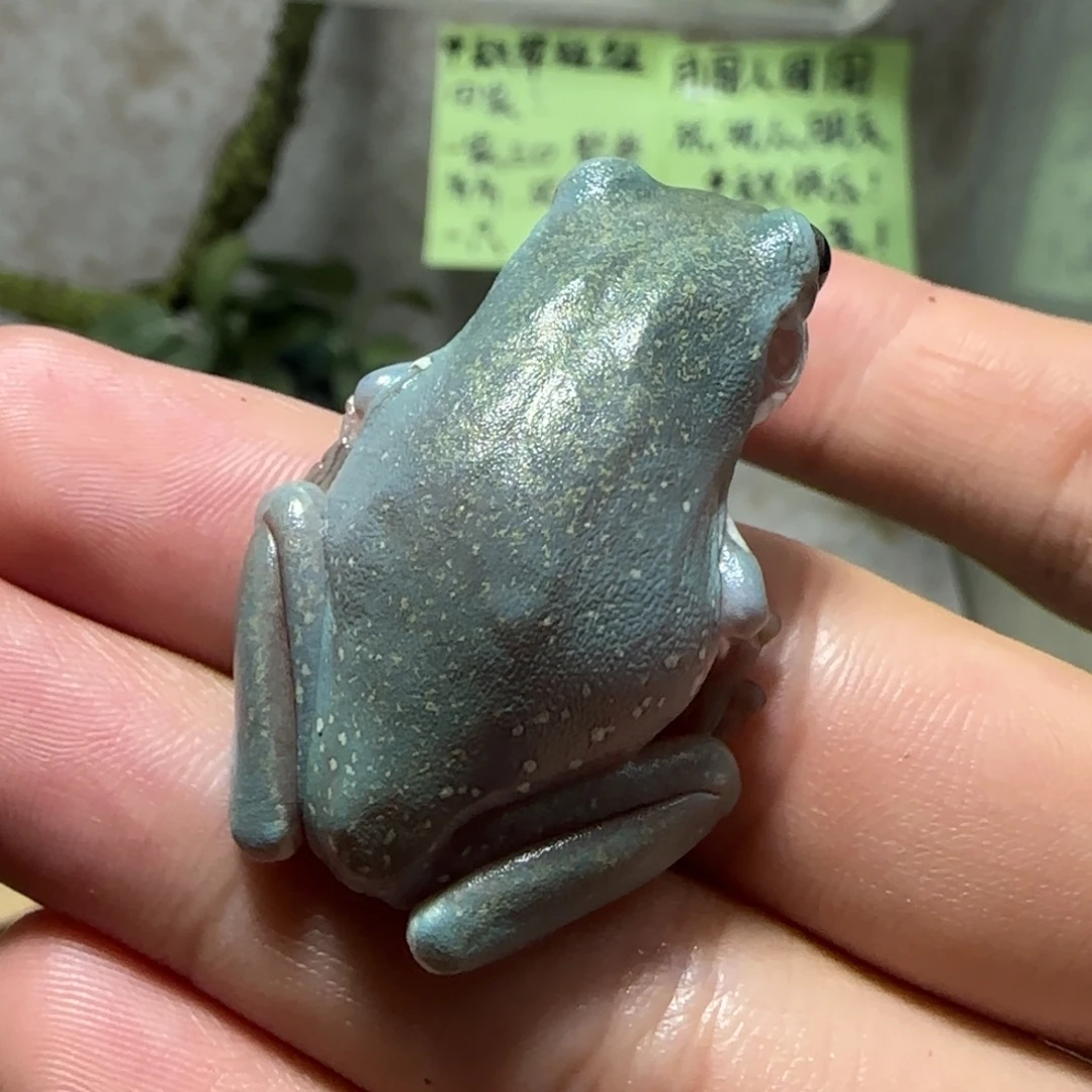 老爷树蛙金头洒血小奥蓝