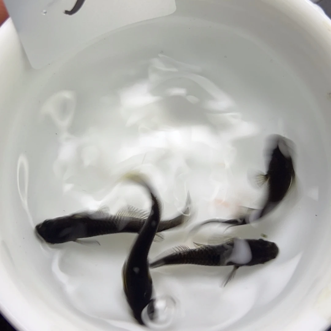 青鳉鱼5。