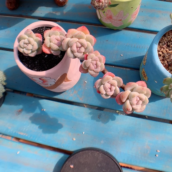 多肉植物。 嫁接冰玉60