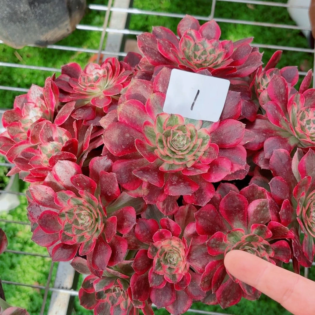 一物一拍多肉法师01