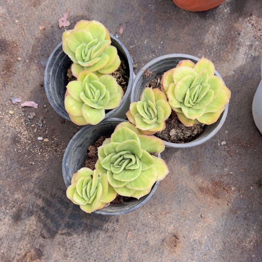 冰玫瑰锦三盆精品多肉