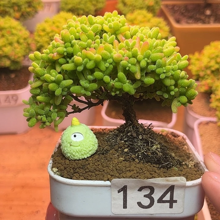 无花朵134蜜桔糖球