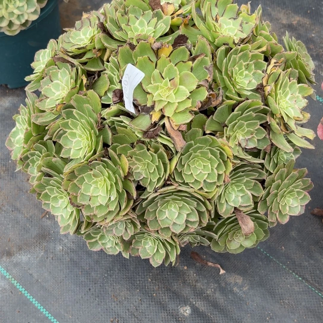 502超大税金莲花多肉植物发货福利