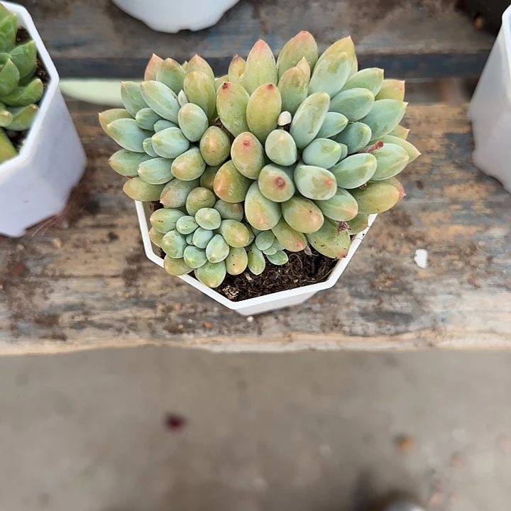 青蛙王子儿童牙膏111