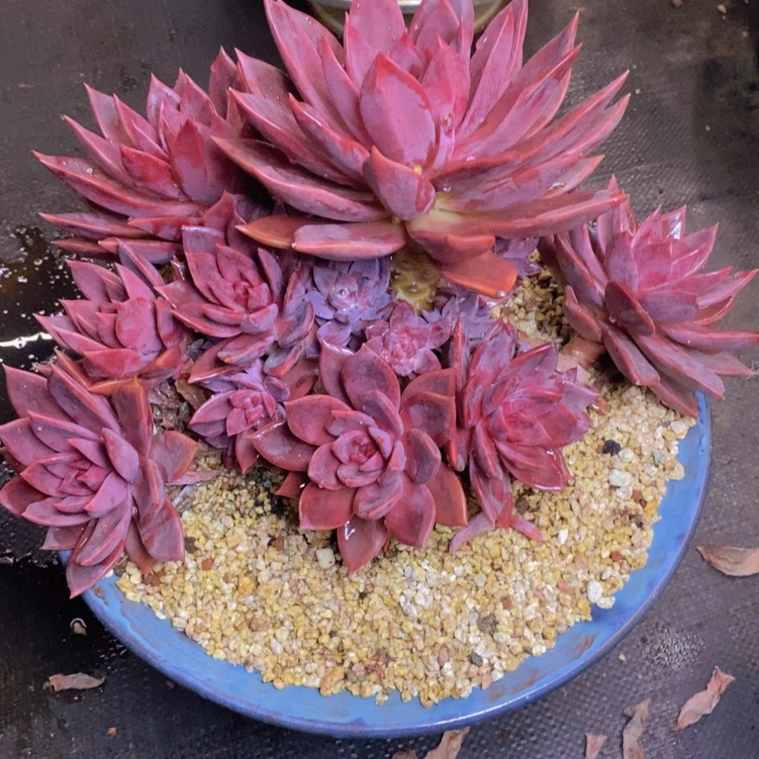 多肉植物多肉植物