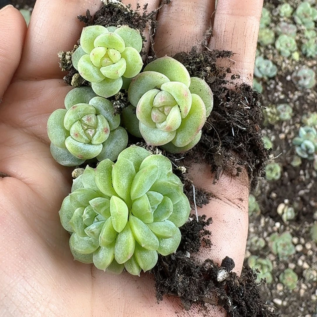 多肉植物糖心珍妮304