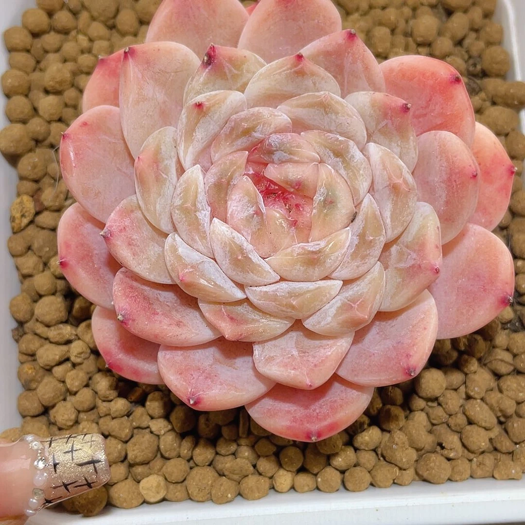535小白兔母本哈哈哈哈哈