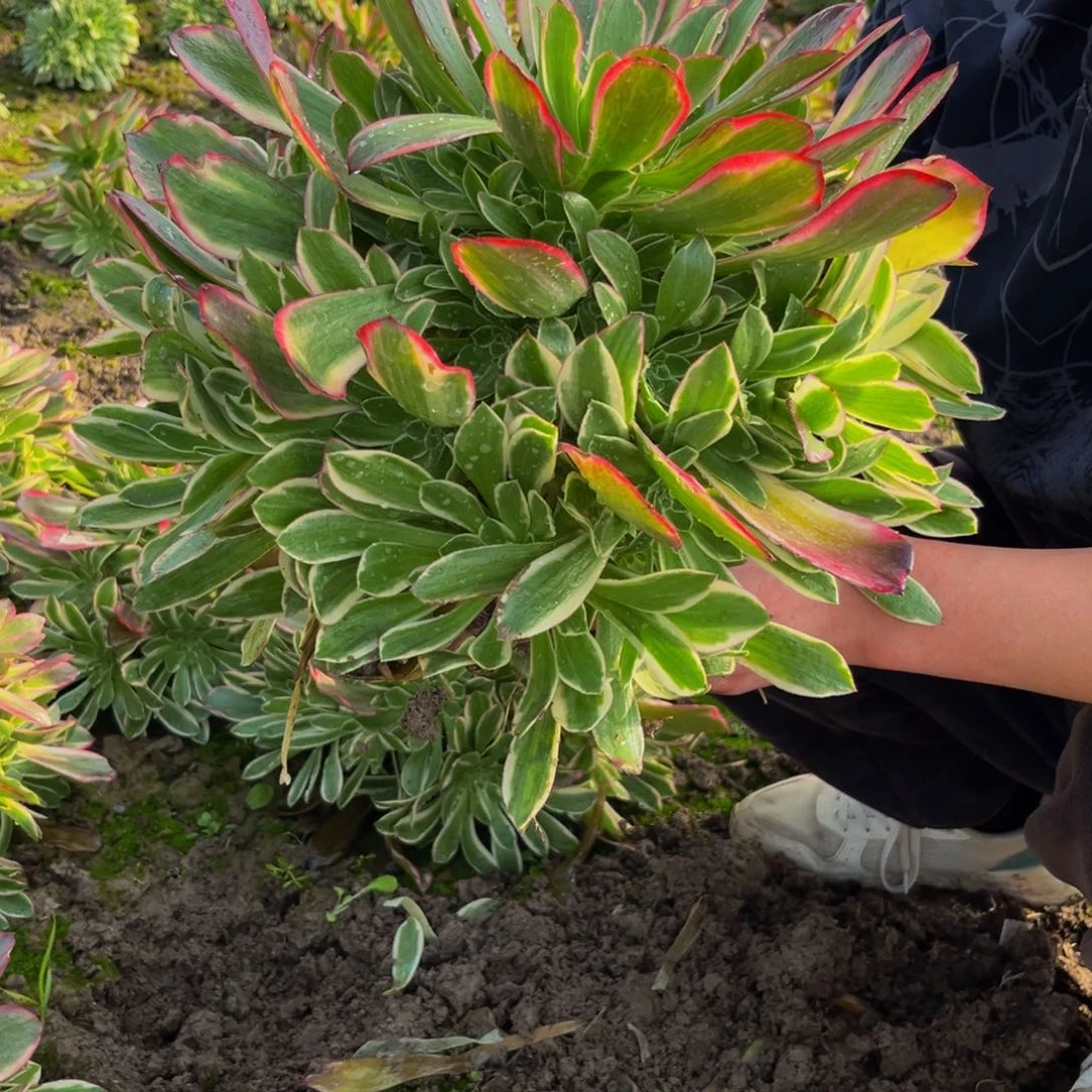 金丝雀多肉植物捧花的15的