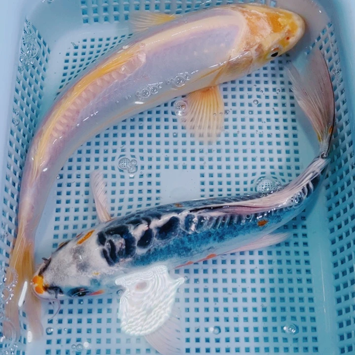 海水鱼锦鲤冷水鱼222