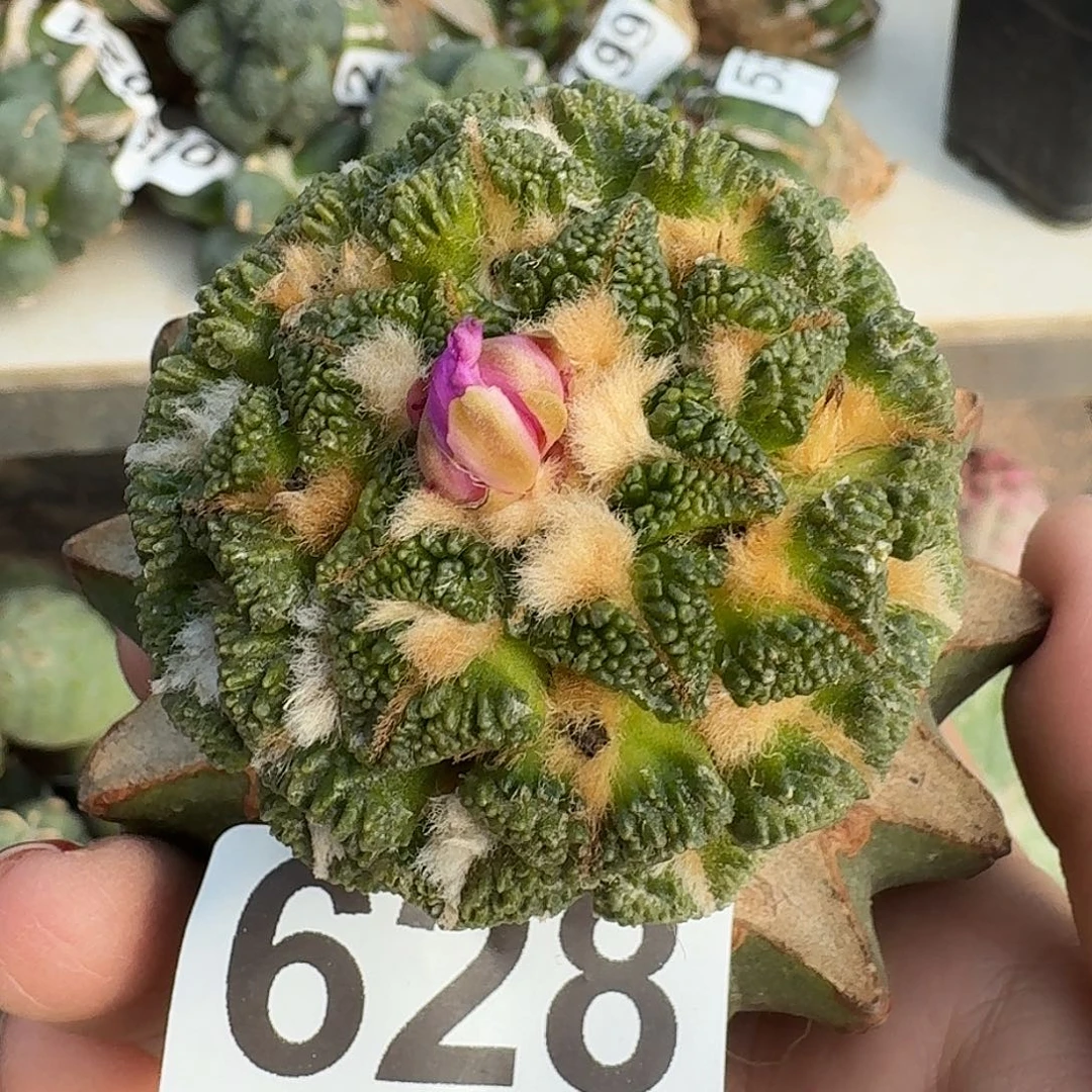 五***钱无花朵盾牌大尤黑锦628