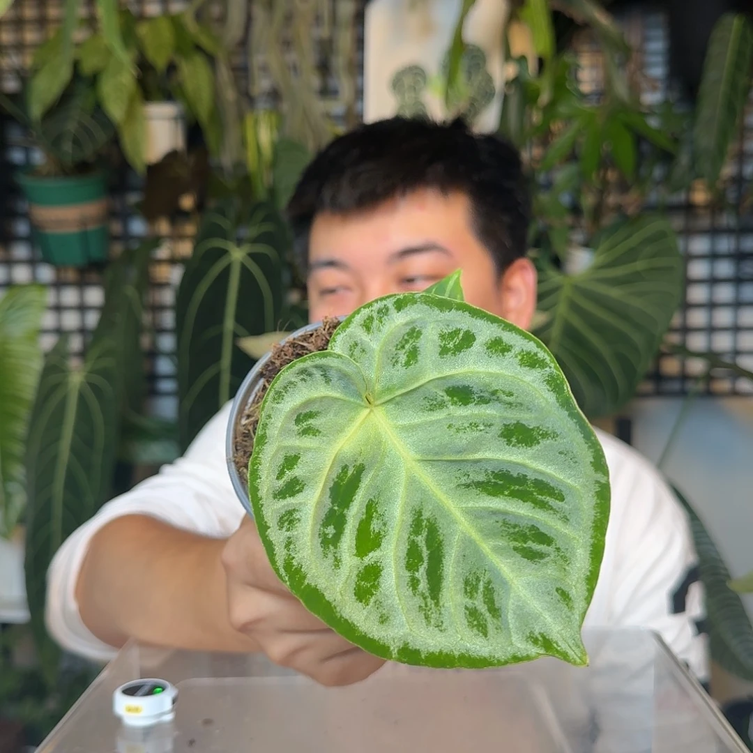 完全开放U08铜锣烧