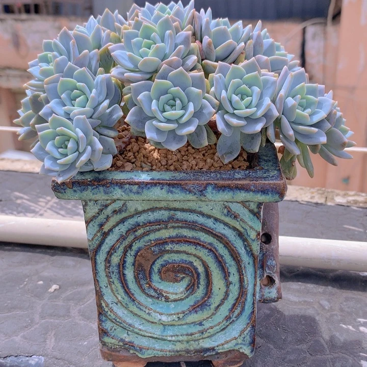 梦之雪朵朵无砍自然小树