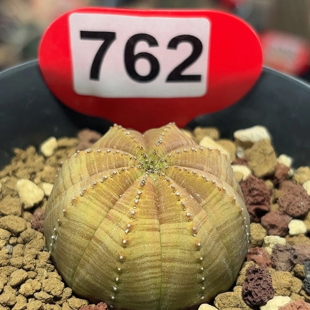 仙人球实生布纹球