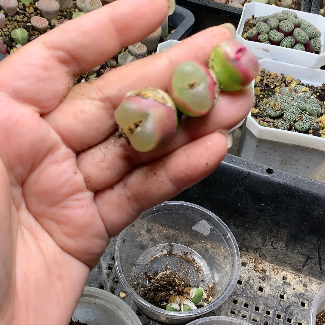 D278多肉植物保护