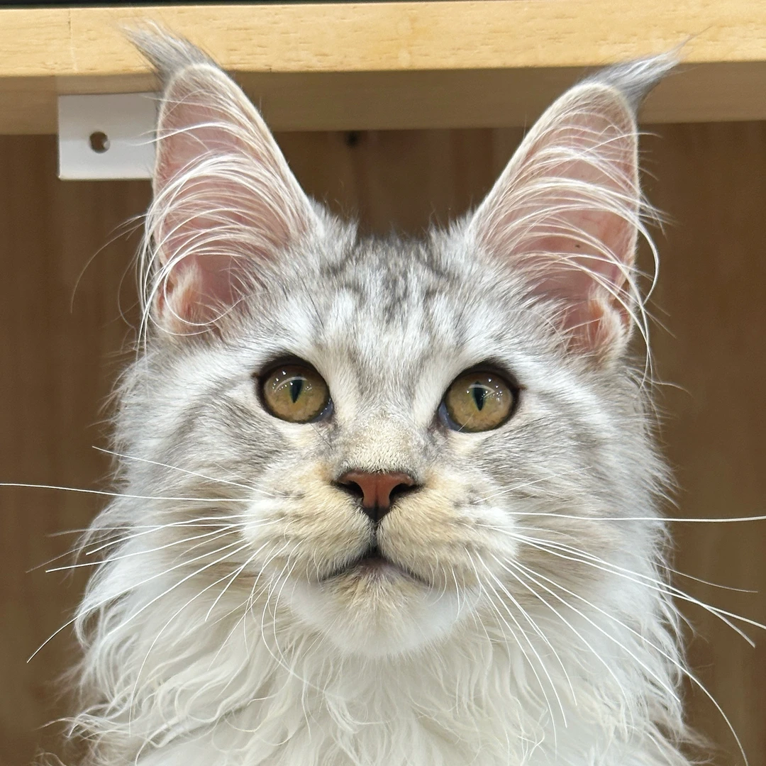 来了姊妹-银虎斑缅因猫-弟弟-04