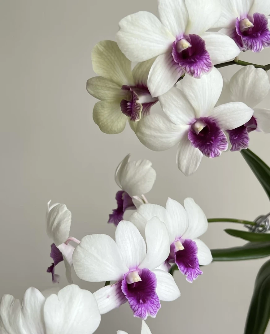 克里斯汀【秋石斛】爆花耐寒好养花期长 云南鲜花绿植