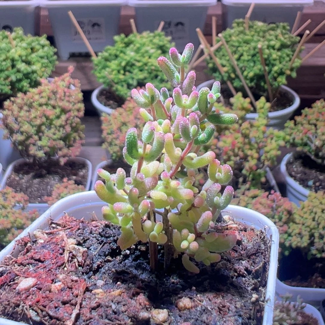 376米粒锦一物一拍带盆土发货