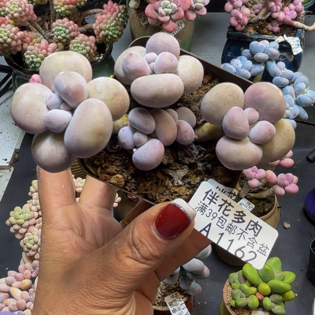芭比奶酪1162/9cm多肉