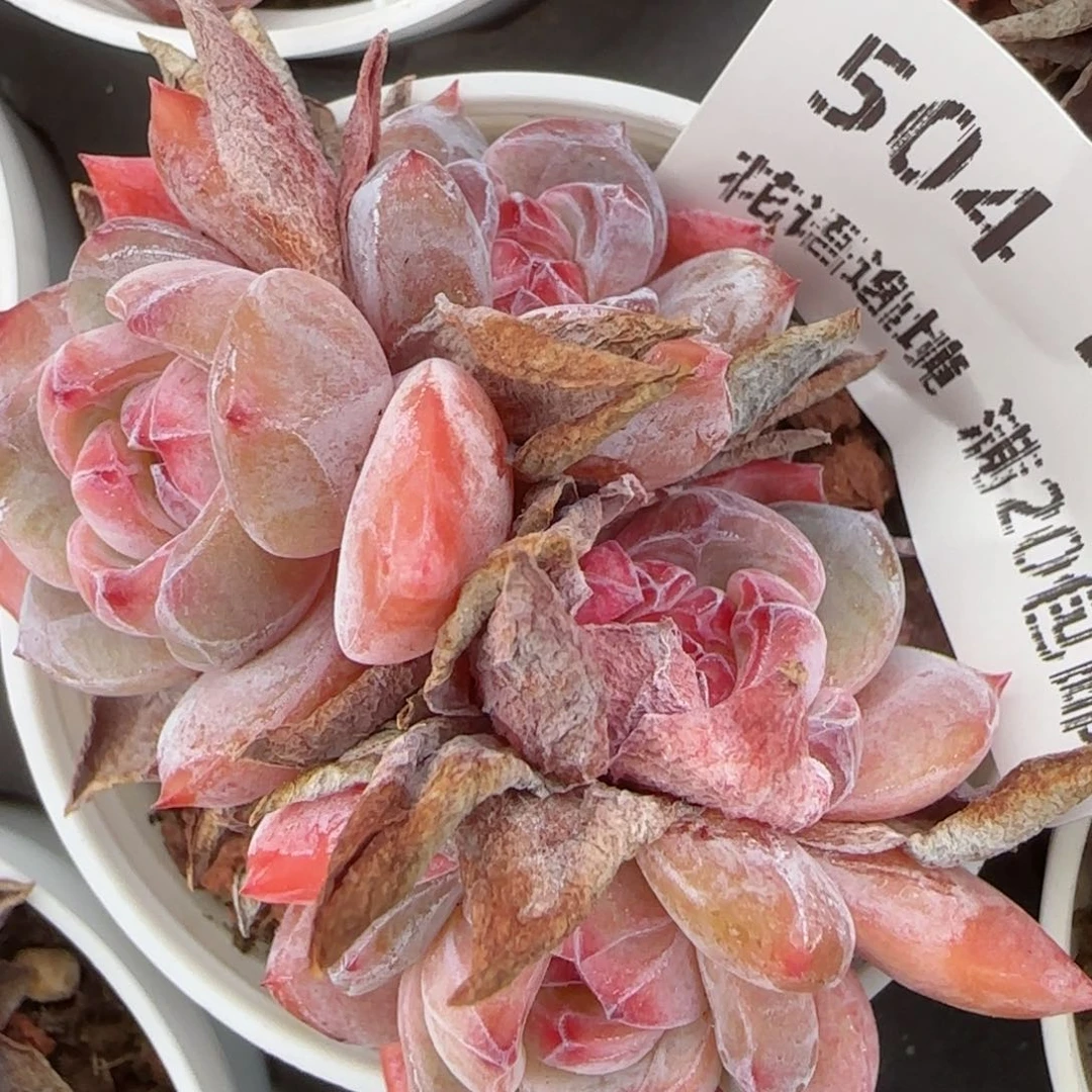 花语逸镜0207-504