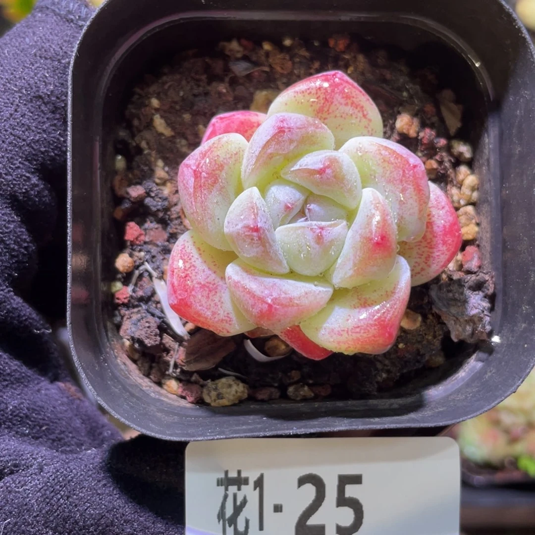花利美1-25冰玉单头