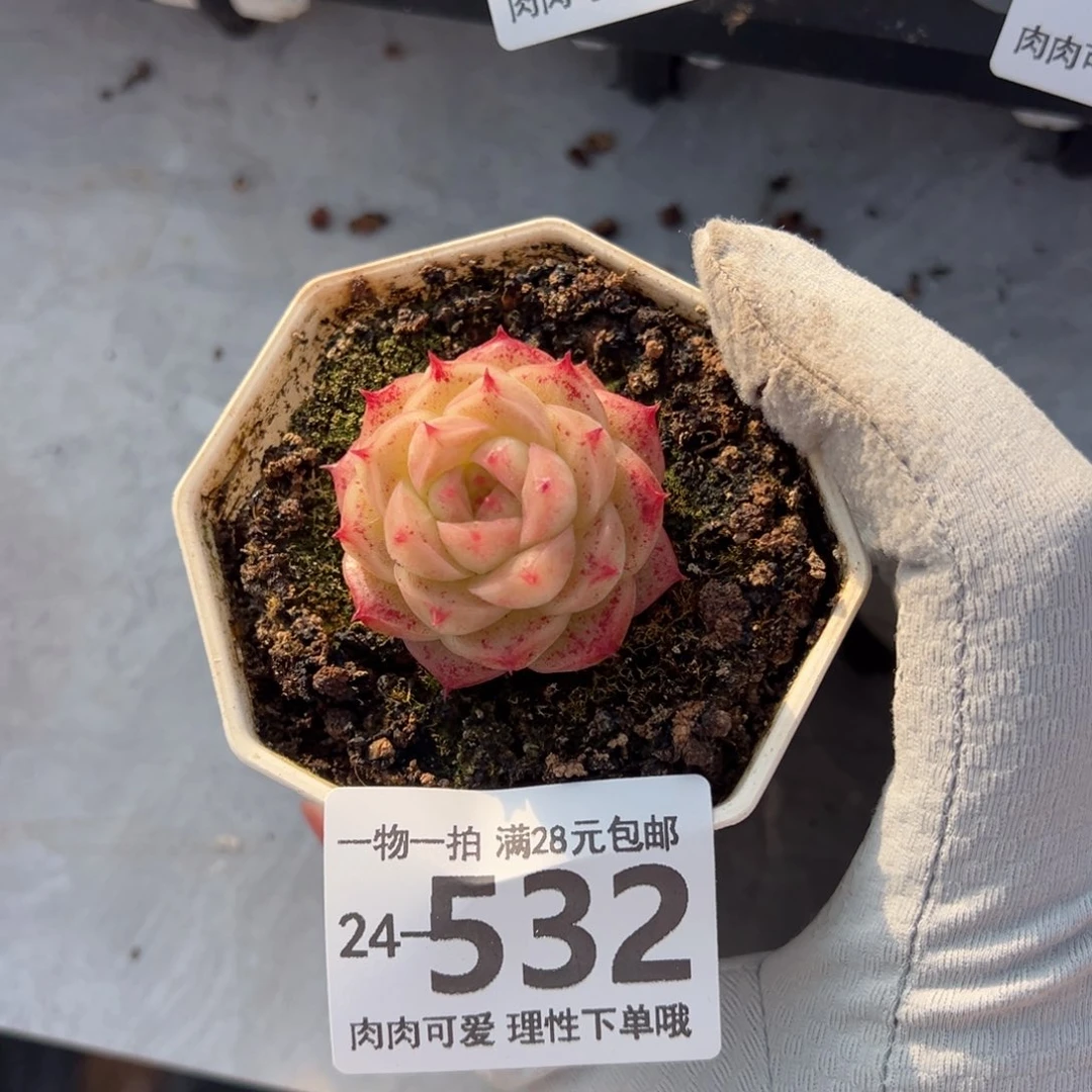 大***狸灵眸多肉多肉多肉多