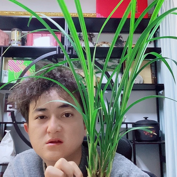 完全开放大雪素的