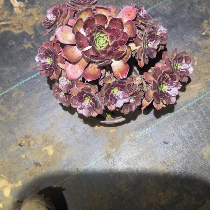 不包侧枝一物一拍234