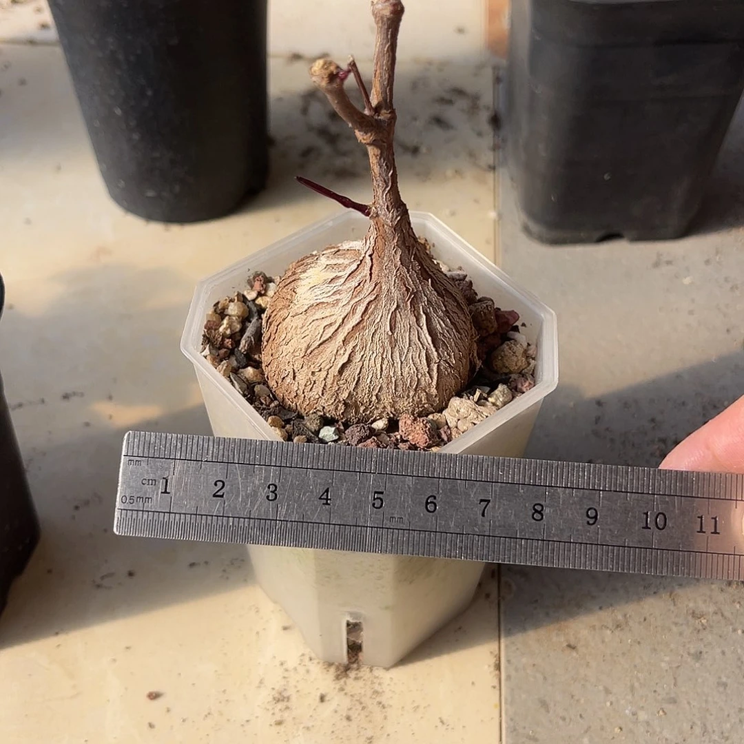 实生紫背萝藦一物一拍