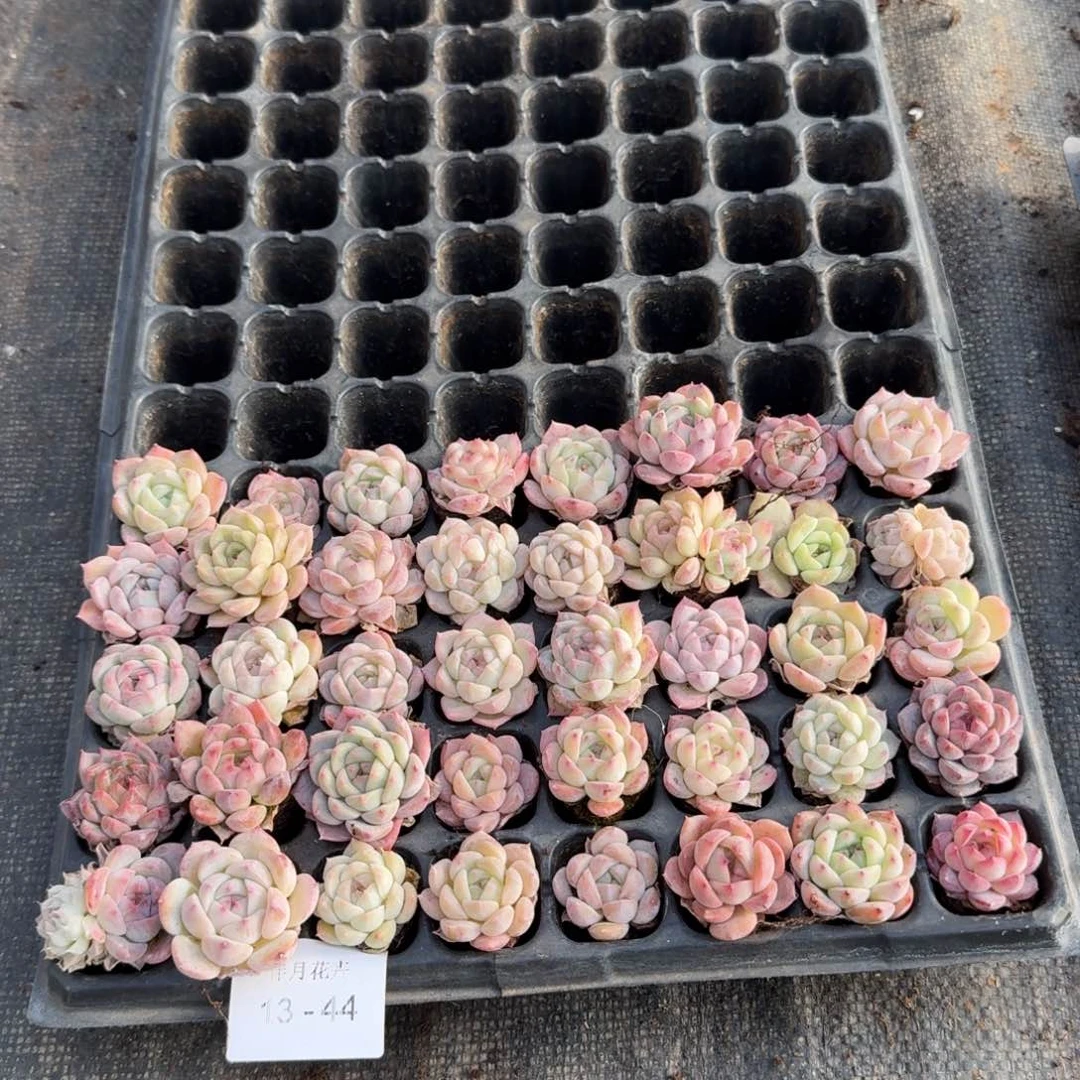 多肉杂交一物一拍13-44