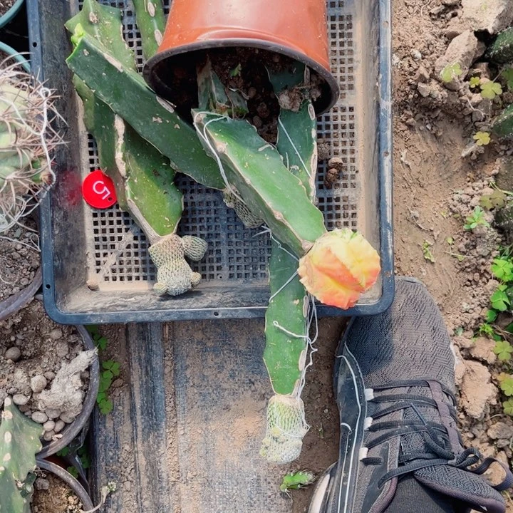 弗**德仙人球嫁接开花一筐5