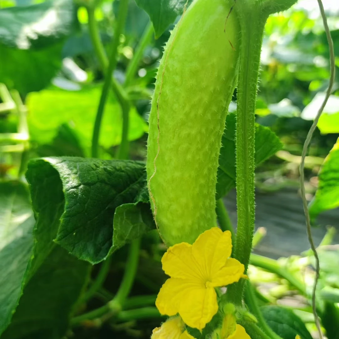 新鲜现摘脆玉3号代餐水果黄瓜生吃沙拉口感脆甜清香旱黄瓜