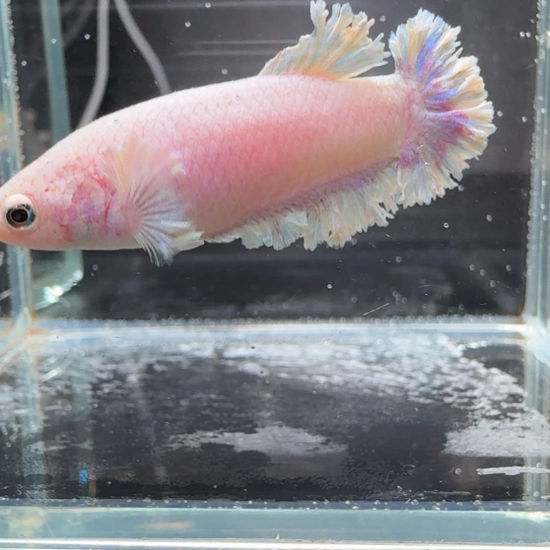 海水鱼2号拍品印尼斗鱼