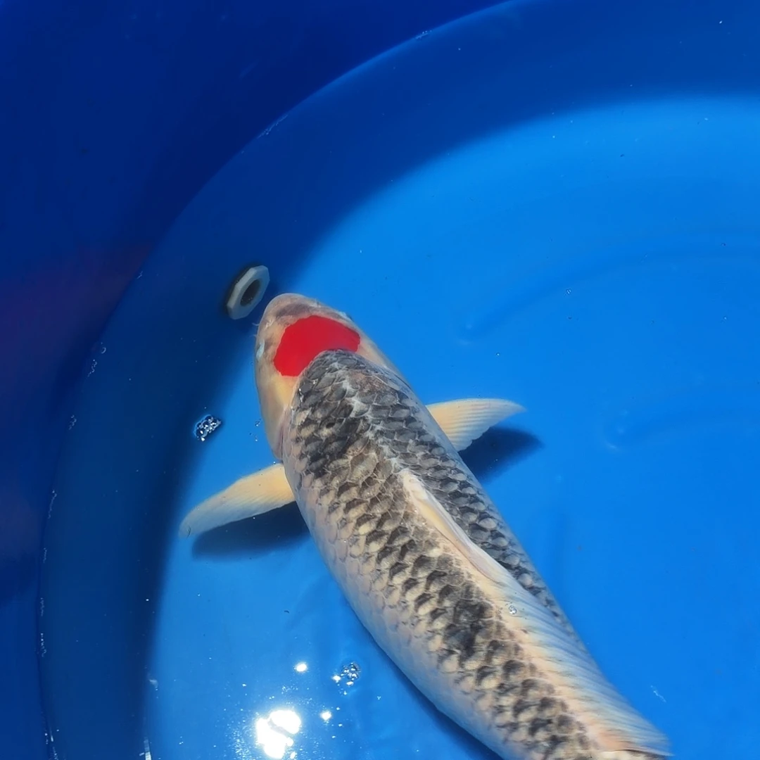 锦鲤五色专拍链接