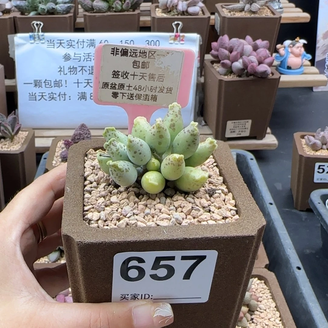 小**?657黄金海报多肉植物
