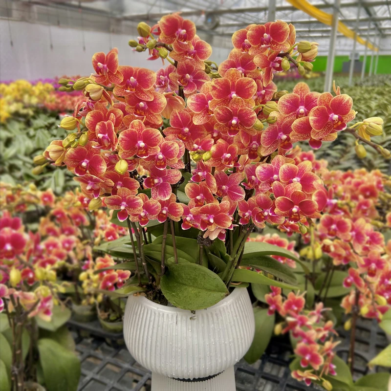 【送花盆】蝴蝶兰金蝶带花带花苞中小株型金黄色年宵高端绿植花卉