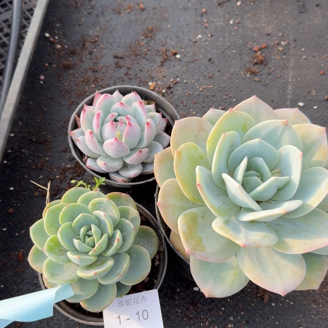 凤城+卡罗拉+傲霜杂交各一颗量拍1-10