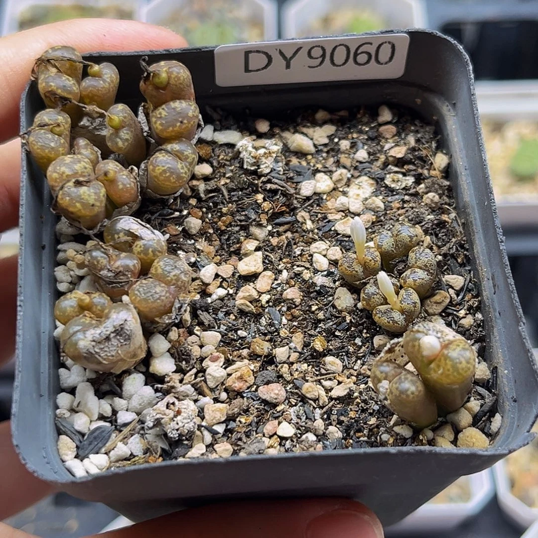 满18包邮勋章9060