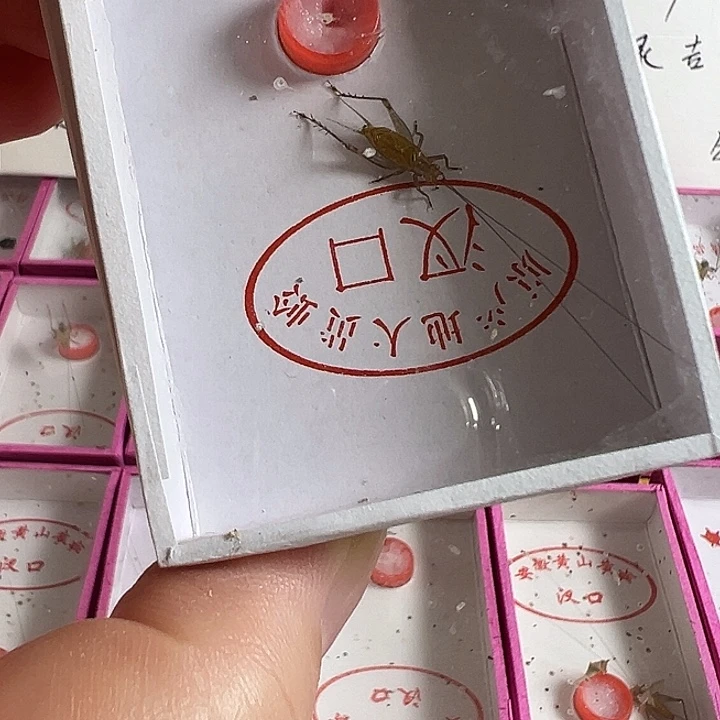 开****两只精品野大黄好