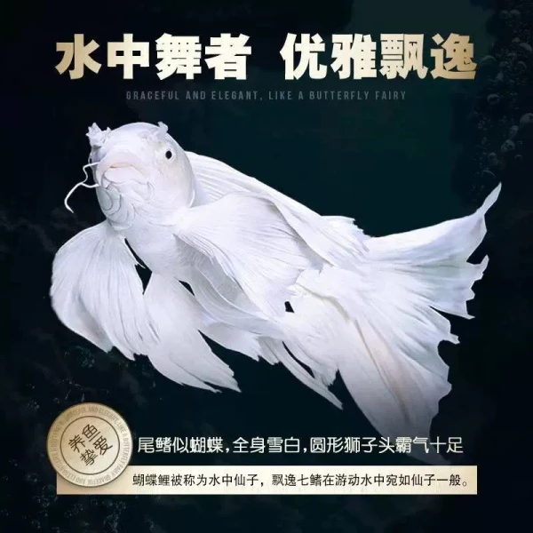 20-22厘米 鱼场直销台湾蝴蝶鲤冷水观赏鱼短身球体活体鱼白色贵妃