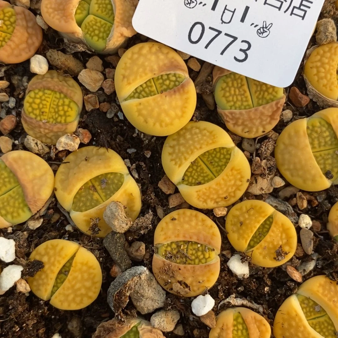 O****?0773。零下拍保温。