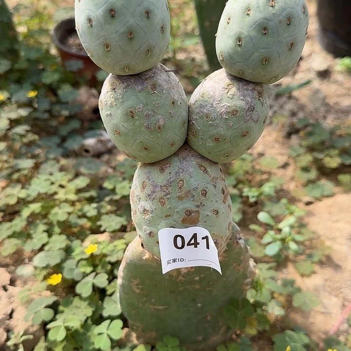 特价欧系兰白皮习志野041