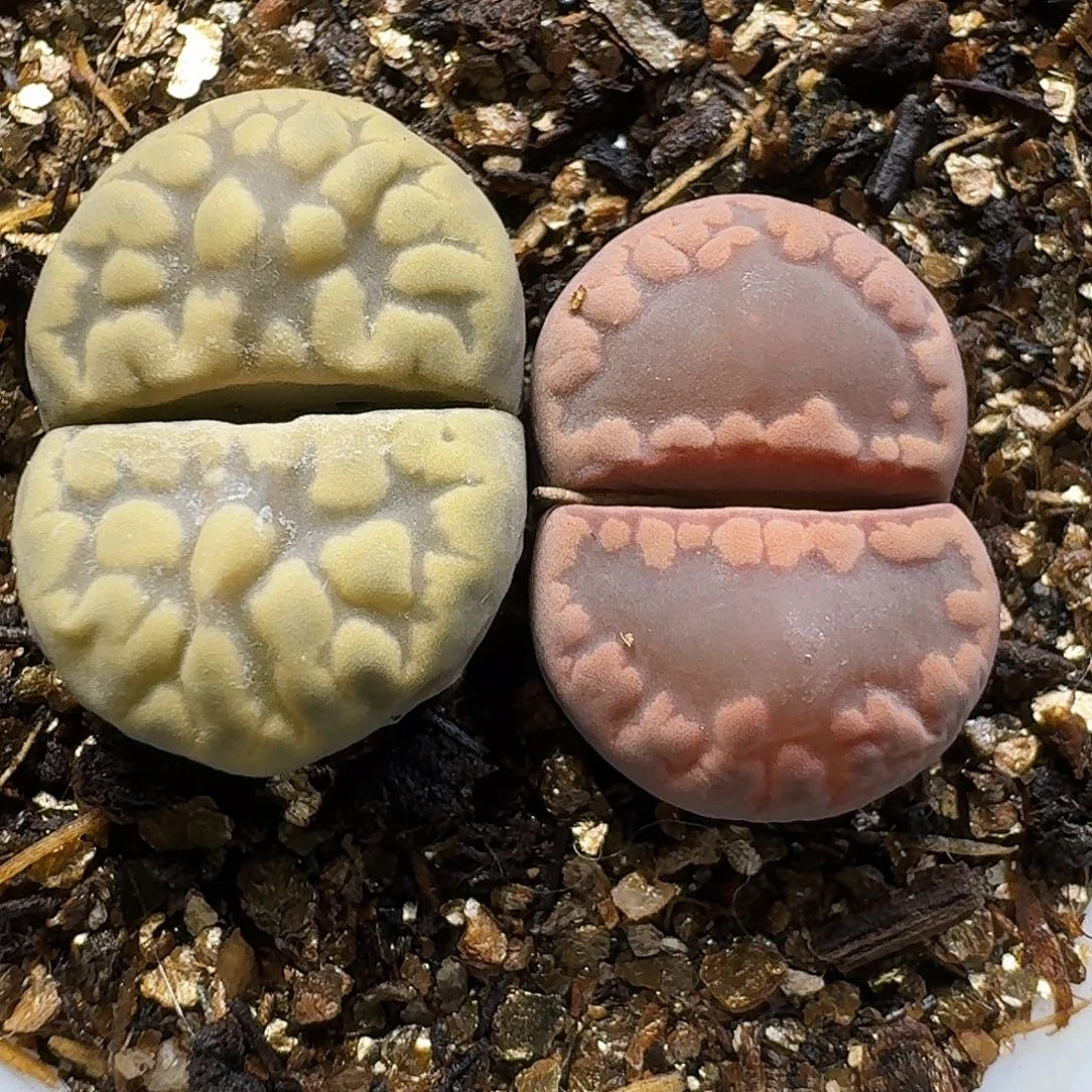 生石花111111。 269