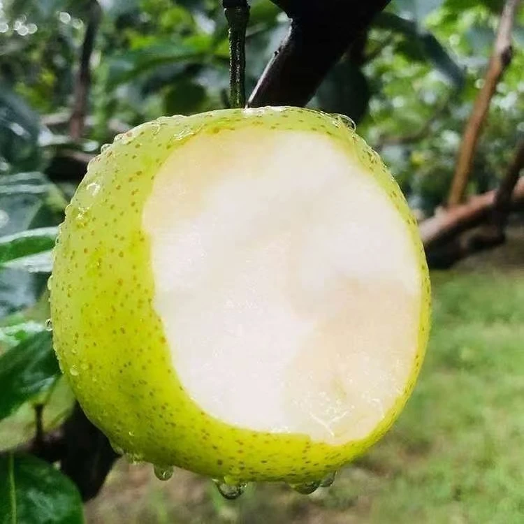 正宗砀山翠冠梨蜜梨新鲜应季水果脆甜多汁现摘现发5斤带箱孕妇A