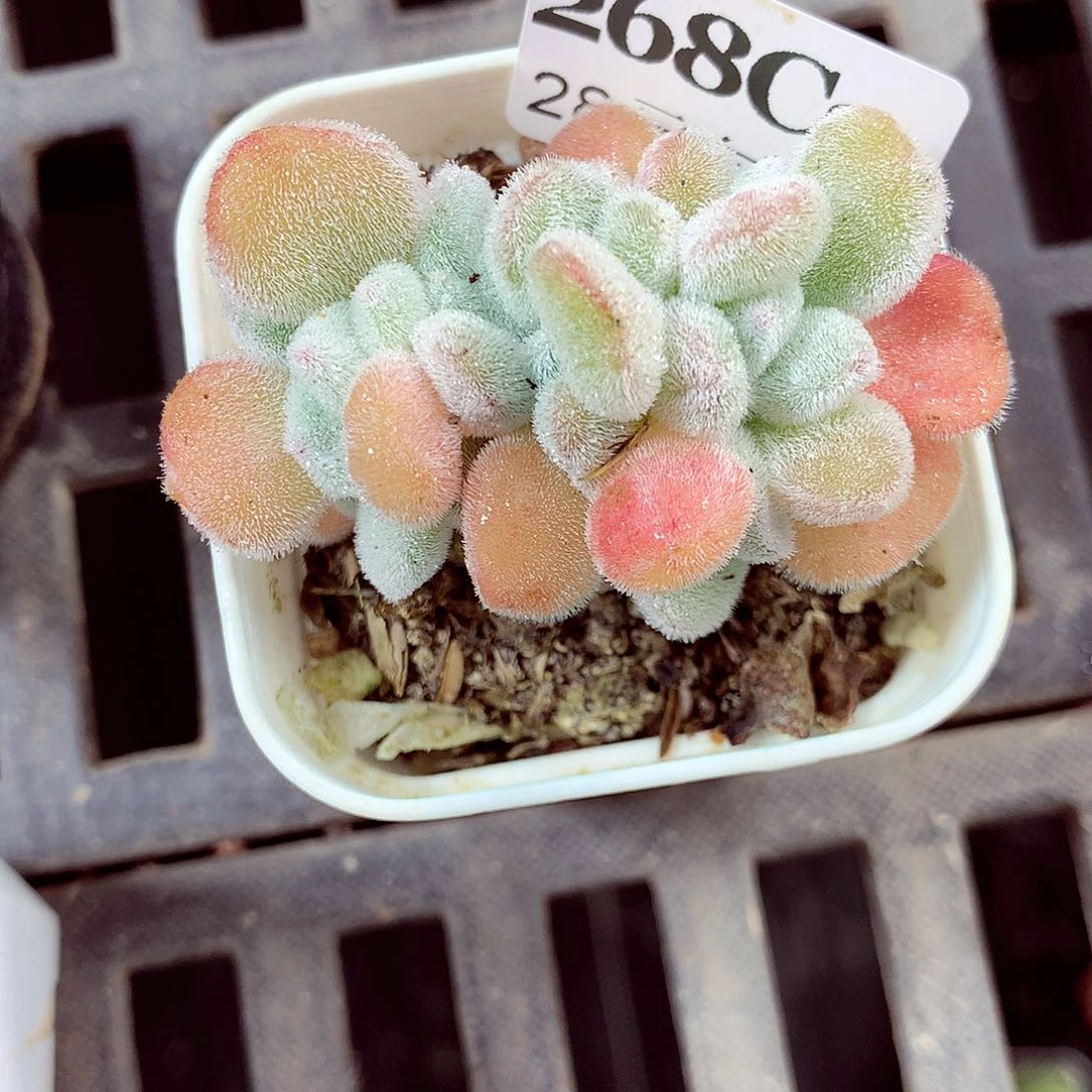 5厘米盆精控多肉268