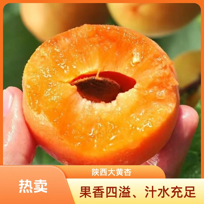 【小明正能量】2025陕西头茬大黄杏应季水果果园现摘产地直发1-5斤