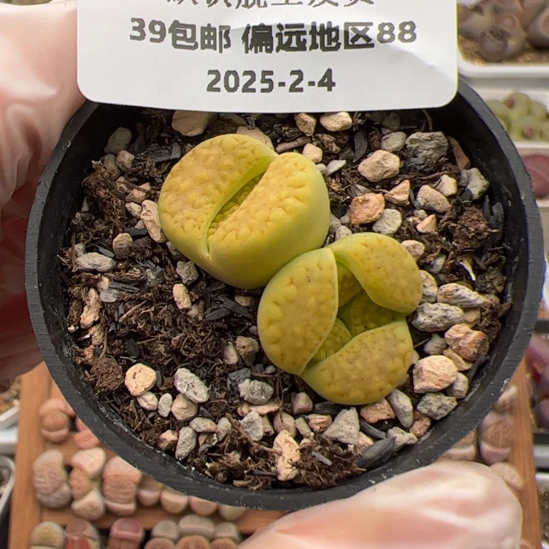 琴**练015号巴黎多肉植物